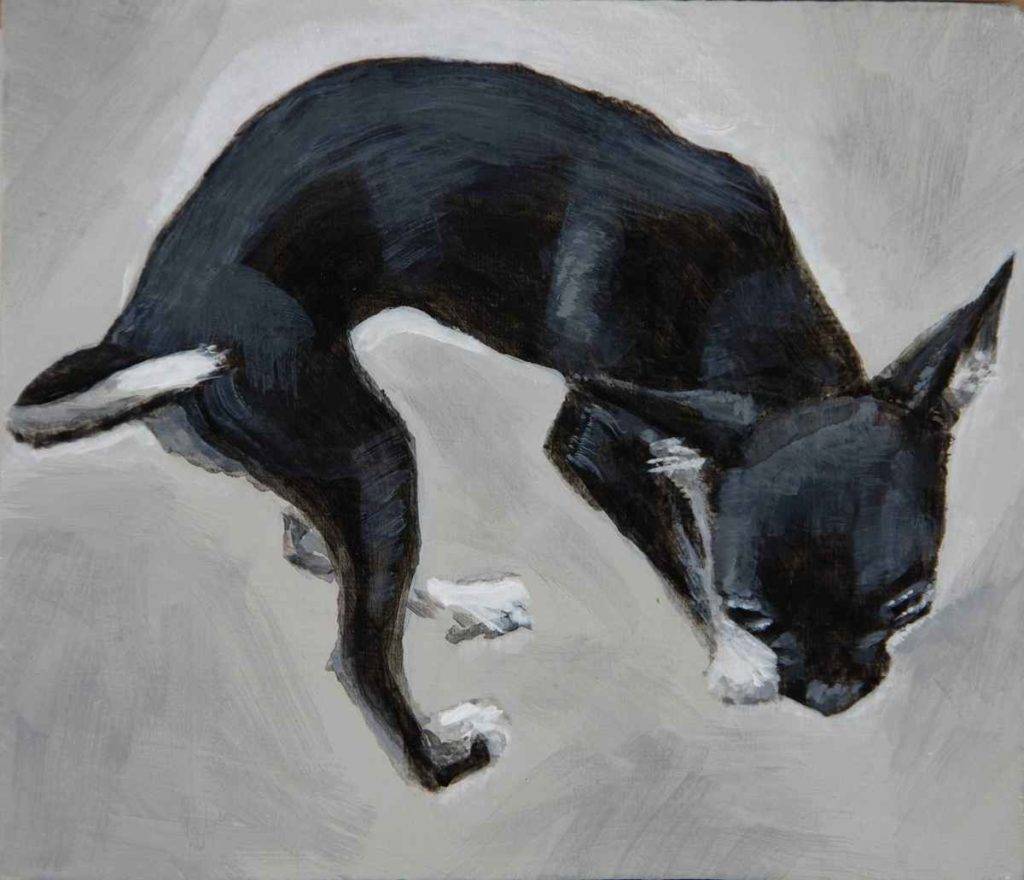 Black and white full body portrait of a tiny chihuahua by Elizabeth Lisa Petrulis. Tenderly seen from above it shows her delicately curved torso and tail as she sniffs the ground with big eyes.