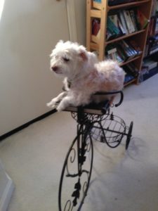 Fluffy white dog lounging on a black decorative metal bicycle shaped plant holder. Photo used as a reference image for a drawing of Butterscotch the dog.