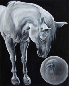 Horse bows down to gaze in a ball, white horse on back ground with strong lighting from above.